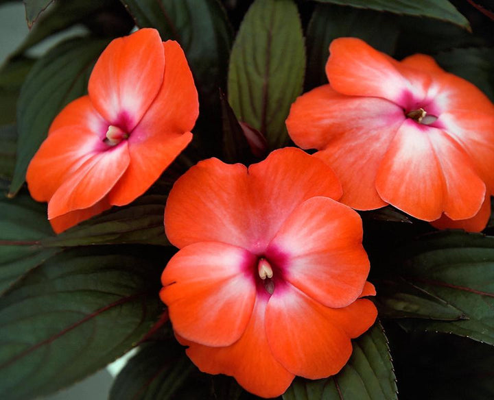 Orange White Impatiens Flower Seeds – Heirloom, Non-GMO, High Germination Seeds