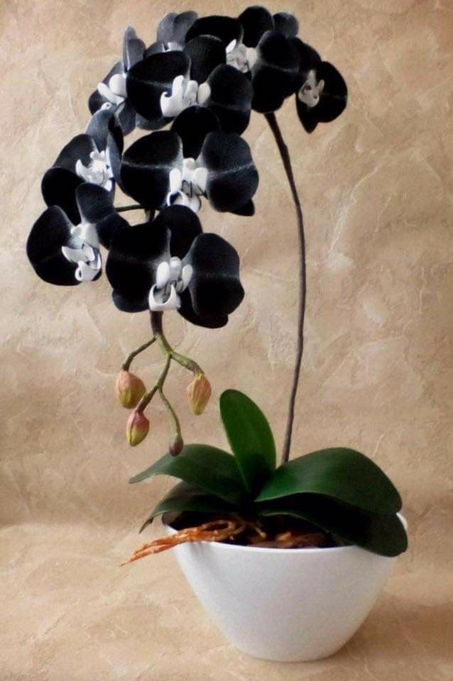 Schwarze Weiße Phalaenopsis Orchideen Samen – Alte Sorte Gentechnikfrei Hohe Keimfähigkeit Bio-Gartensamen