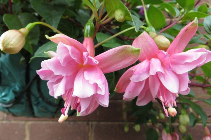 Pink Fuchsia Flower Seeds – Heirloom, Non-GMO, High Germination Organic Garden