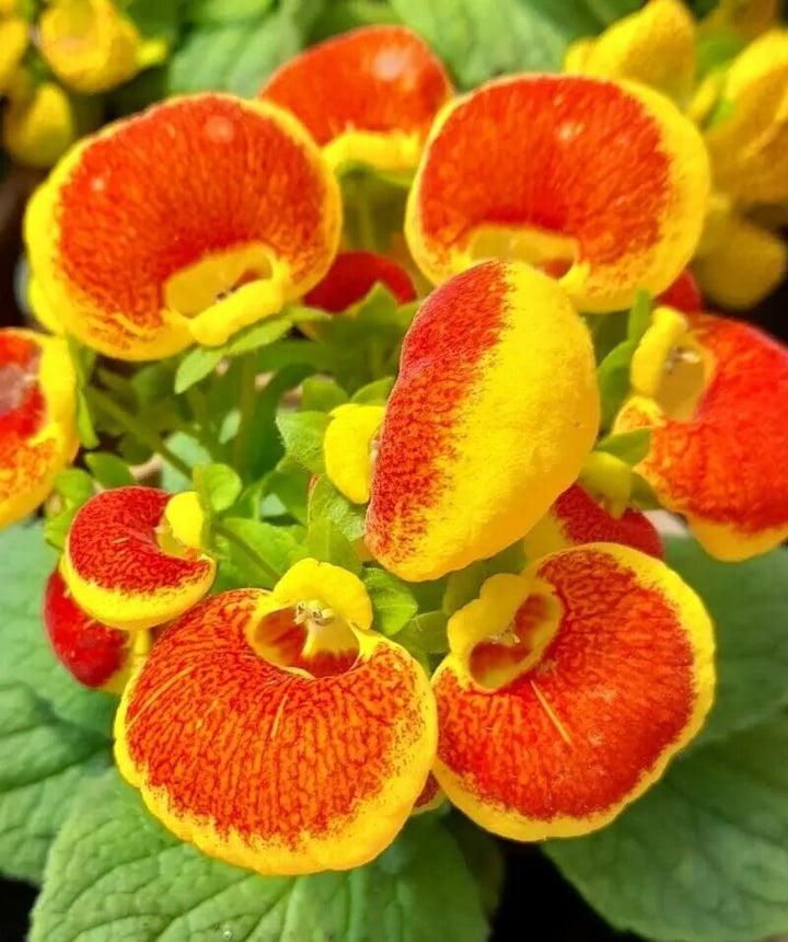 Yellow Orange Giant Calceolaria Flower Seeds – Heirloom, Non-GMO Seeds