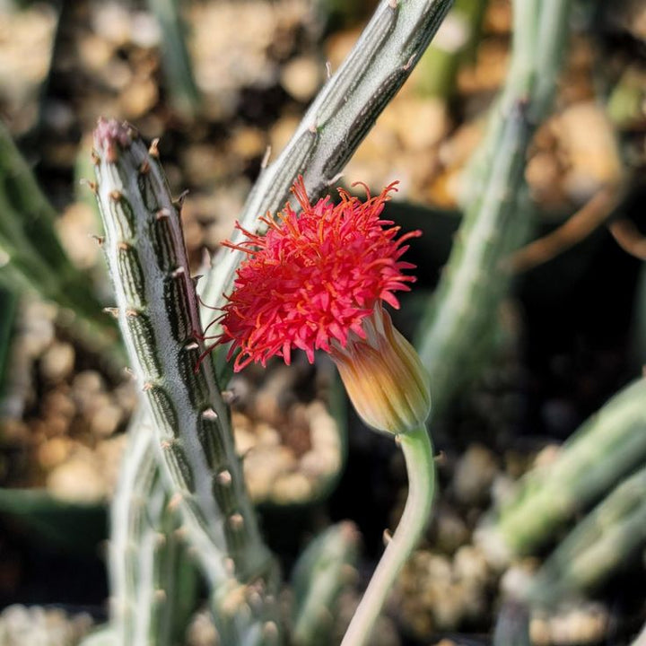 Kleinia Flower Seeds Red – Heirloom, Non-GMO, High Germination Seeds for Planting