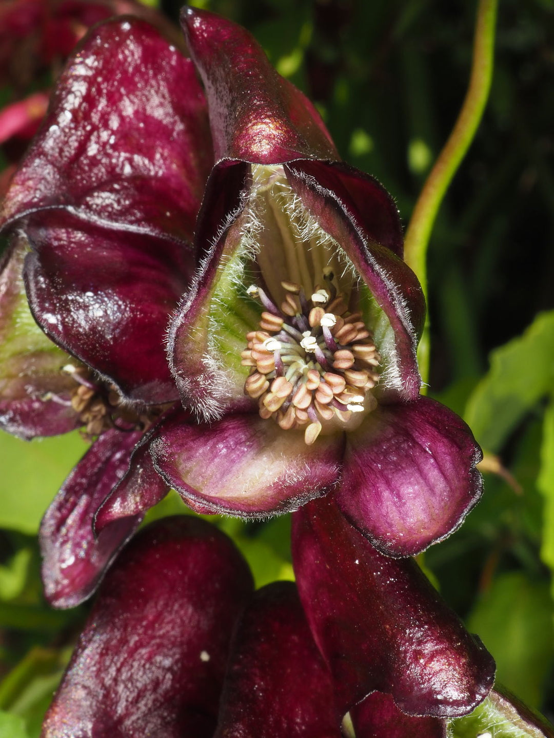Aconitum Hemsleyanum Flower Seeds for Planting – Heirloom Non-GMO High Germination Organic Seeds