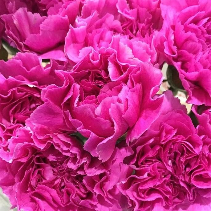 Dunkelrosa Nelken-Samen – Heirloom, gentechnikfrei, hohe Keimfähigkeit