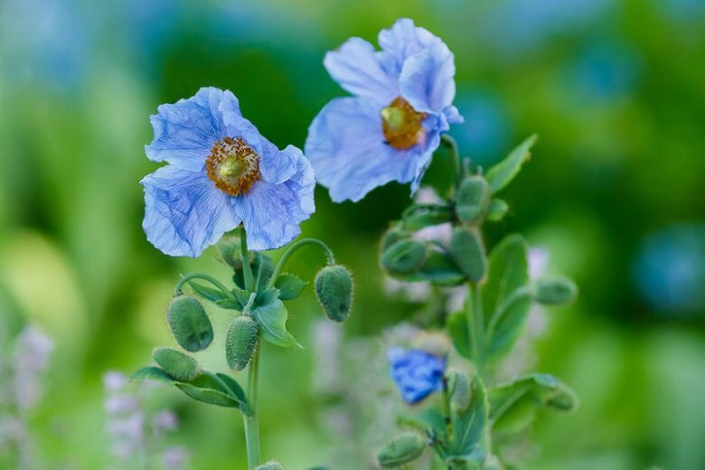 Meconopsis Blumensamen – Alte Sorte, gentechnikfrei, keimfreudige Samen