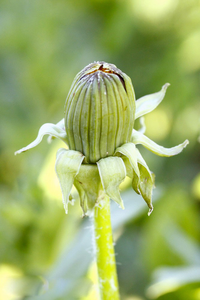 Green Dandelion Flower Seeds – Heirloom, Non-GMO, High Germination Organic Seeds