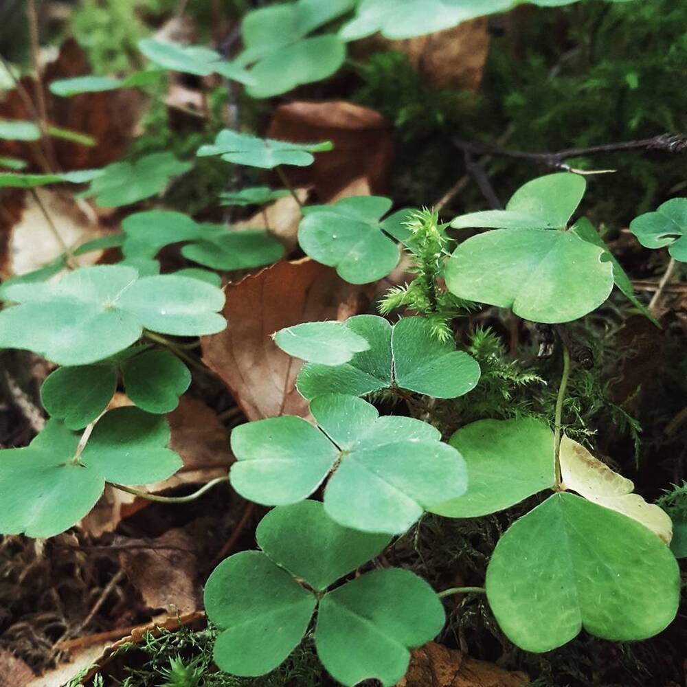 Four Leaf Clover Herb Seeds for Planting – Heirloom, Non-GMO, High Germination Seeds