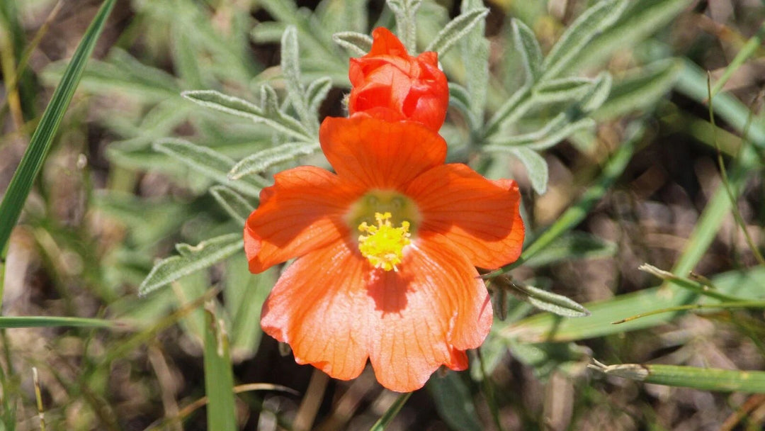Orange Sphaeralcea Flower Seeds – Heirloom, Non-GMO, High Germination Seeds