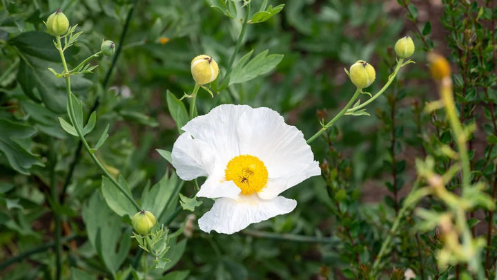 Coulteri-Blumensamen Weiß zum Pflanzen – Alte Sorte Gentechnikfrei Hohe Keimfähigkeit Samen