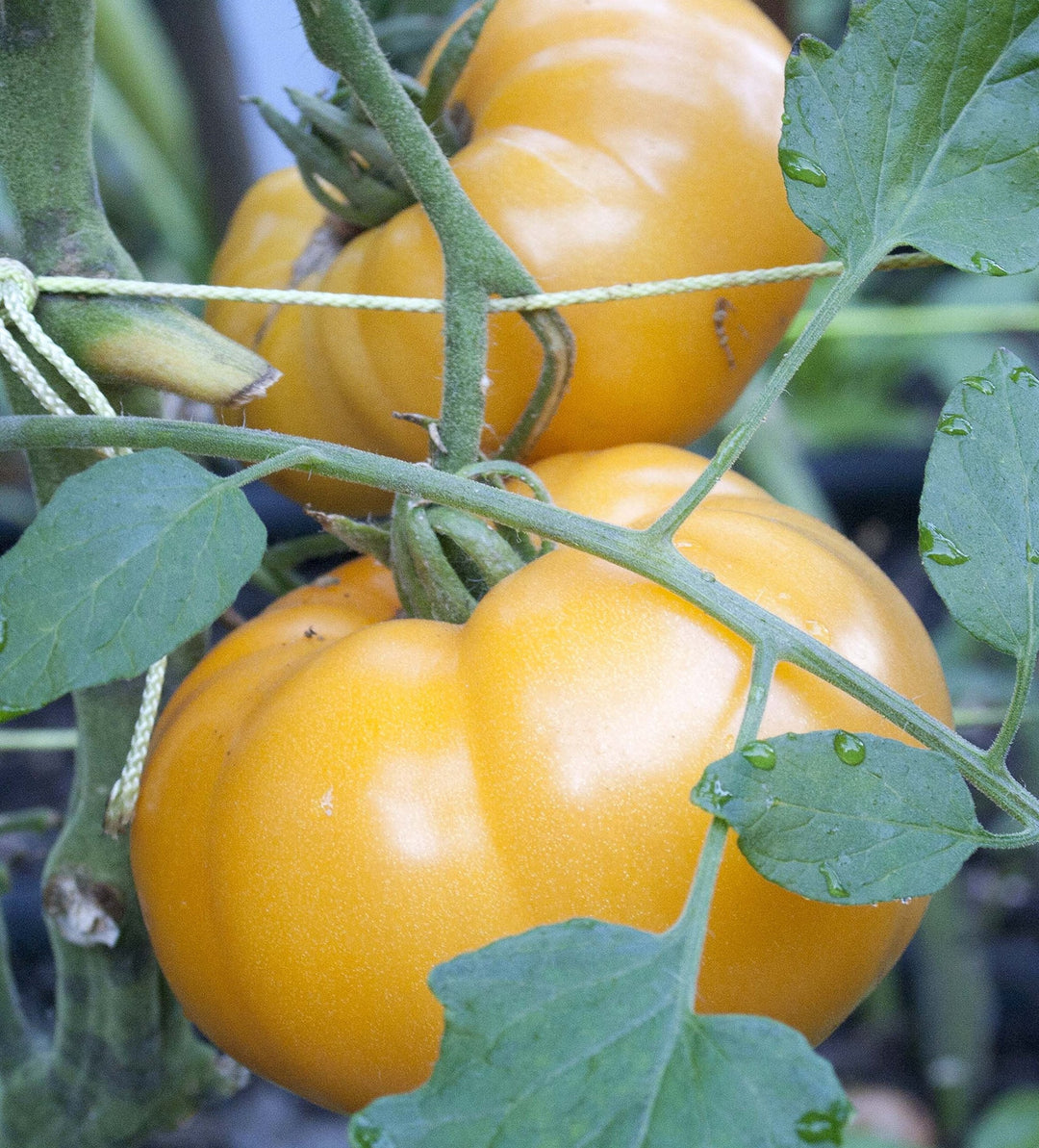 yellow brandywine flower seeds