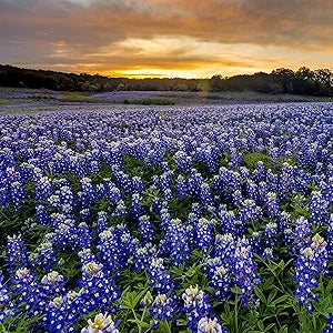 bluebonnet lupinus flower seeds
