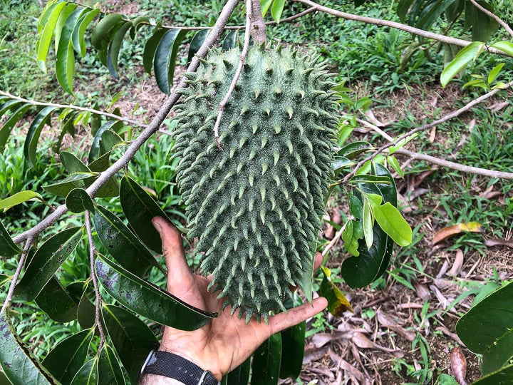 Giant Soursop Fruit Seeds for Planting – Heirloom, Non-GMO, High Germination Organic Garden Seeds