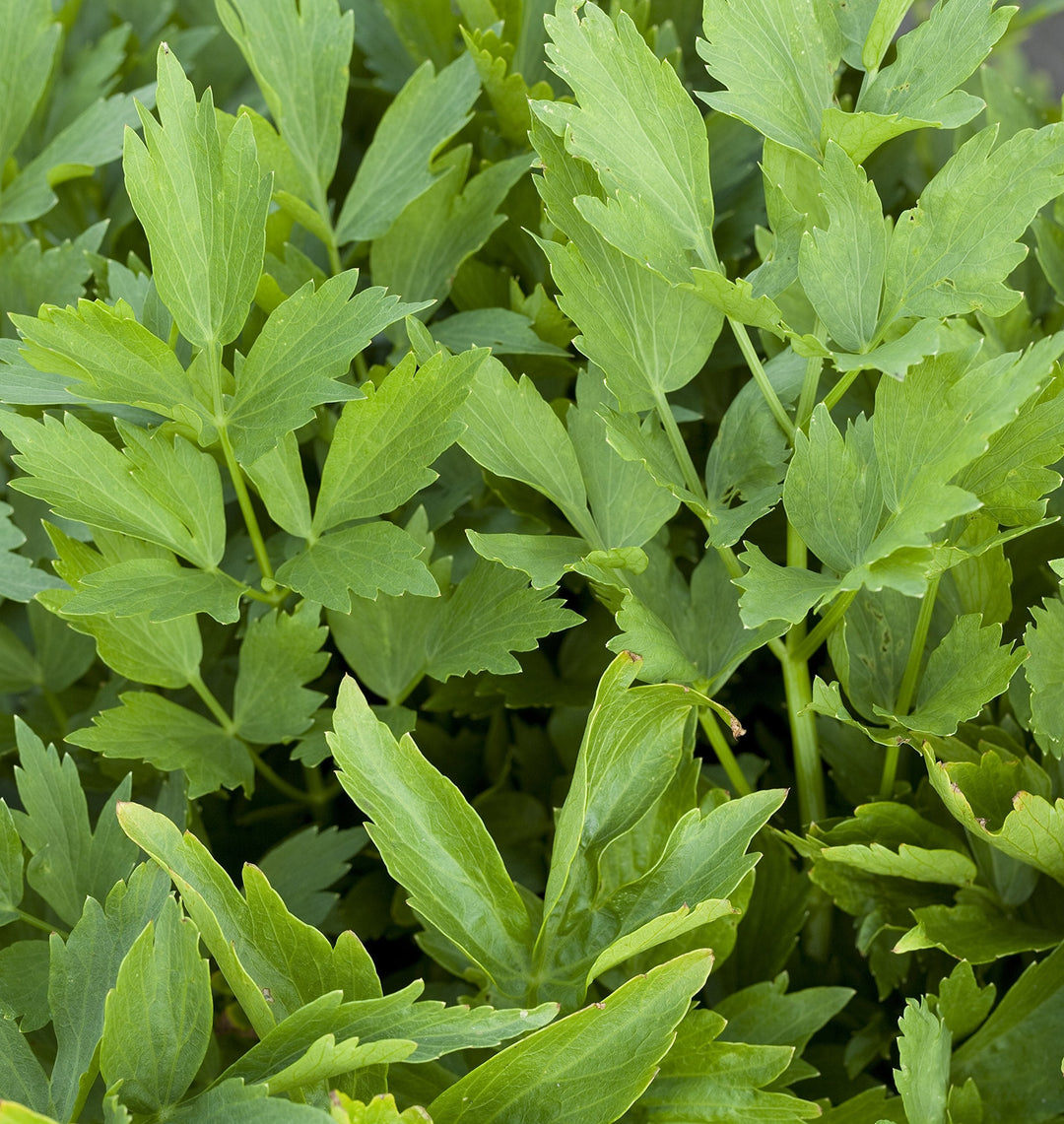 Green Light herb seeds