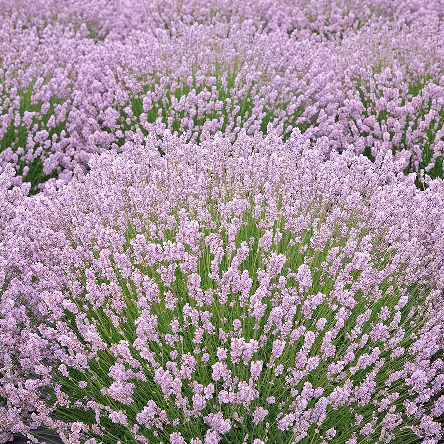 lavender rosea flower seeds