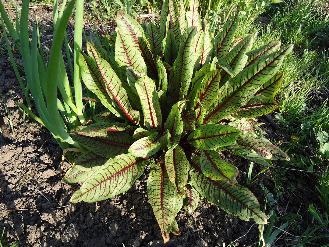 Rumex Acetosa herb seeds