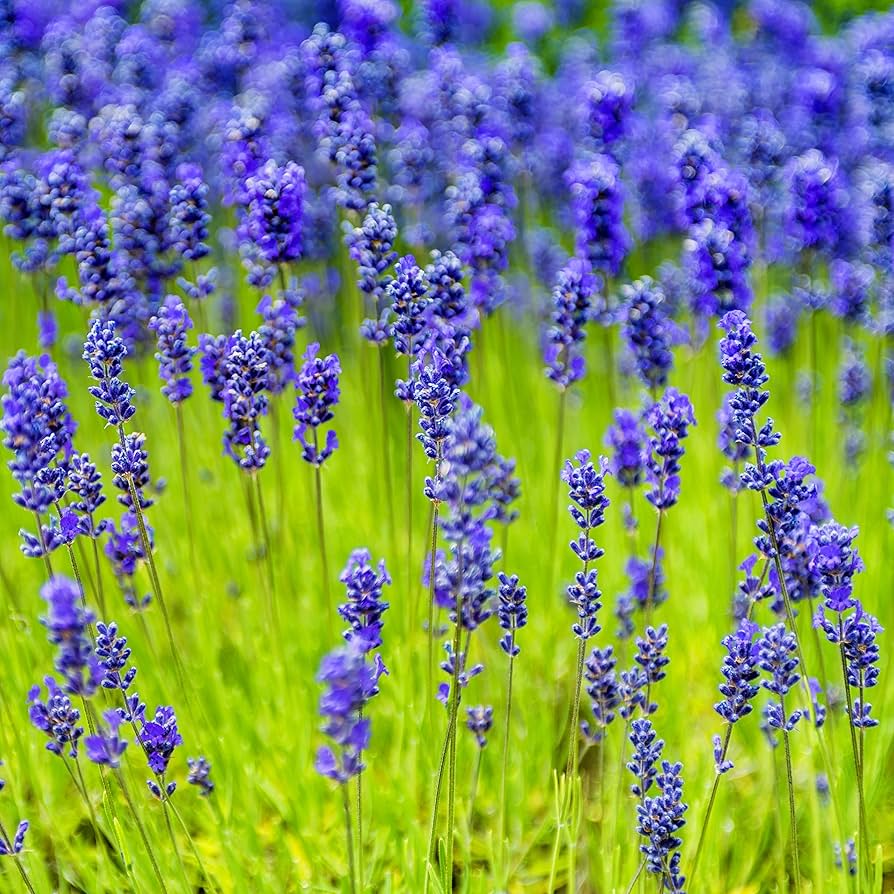 Blue Elegance herb seeds
