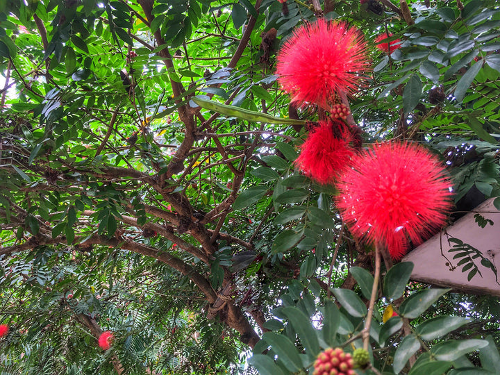 Calliandra Flower Seeds – Heirloom, Non-GMO, High Germination Organic Garden Seeds