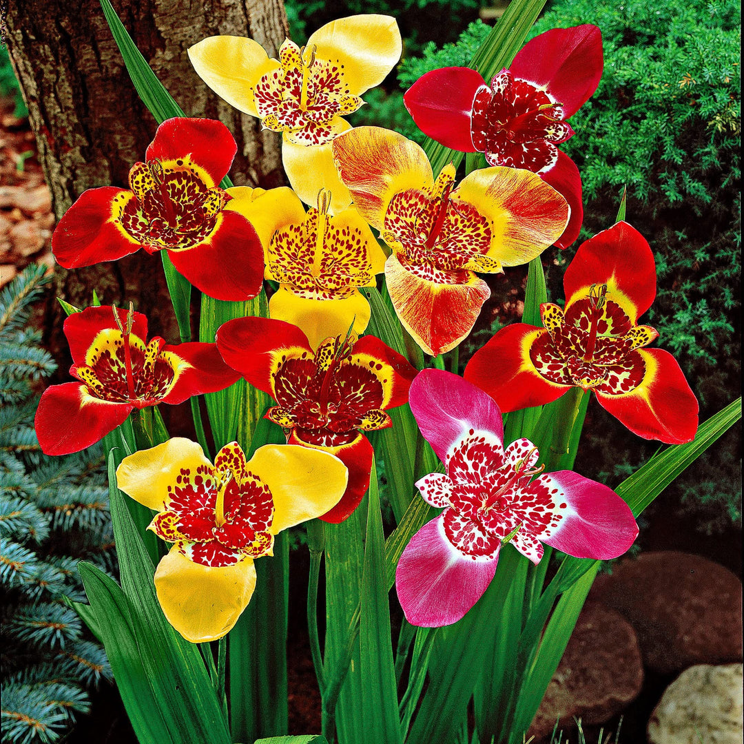 Mixed Tigridia Flower Seeds – Heirloom, Non-GMO, High Germination Seeds