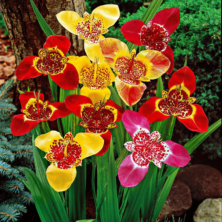 Mixed Tigridia Flower Seeds – Heirloom, Non-GMO, High Germination Seeds