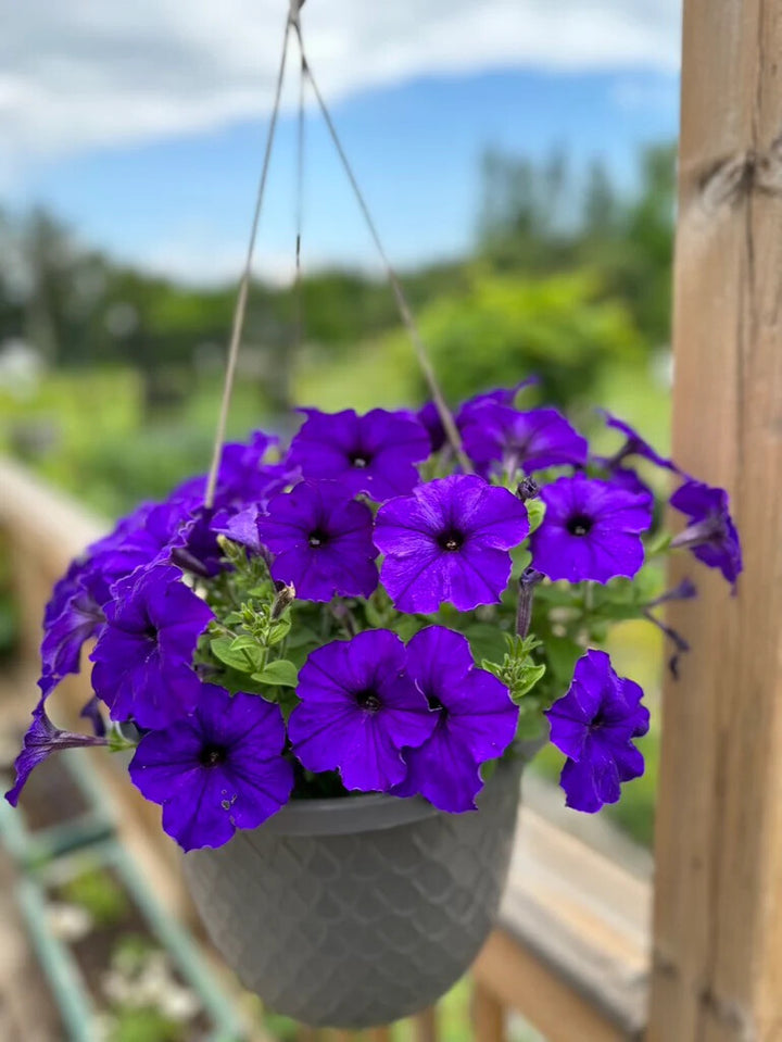 Purple Petunia Flower Seeds for Planting – Heirloom Non-GMO, High Germination Organic Garden Seeds