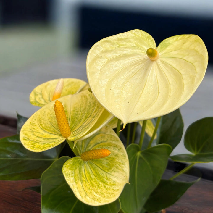 Semillas de flores de Anturio Amarillo para plantar - Semillas ecológicas, no modificadas genéticamente, de alta germinación y de polinización abierta