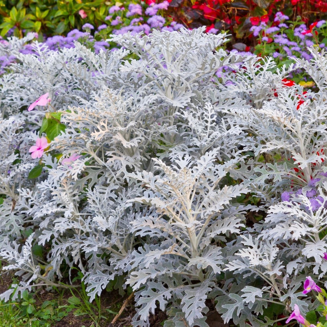 Grey Dusty herb seeds