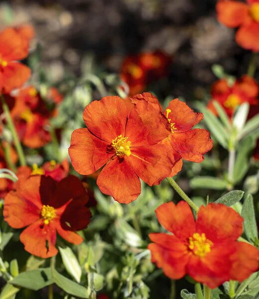 Orange Helianthemum Flower Seeds – Heirloom, Non-GMO, High Germination Seeds