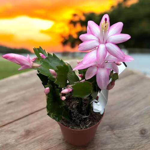 Light Pink Schlumbergera Flower Seeds for Planting – Heirloom, Non-GMO, High Germination Organic Garden Seeds