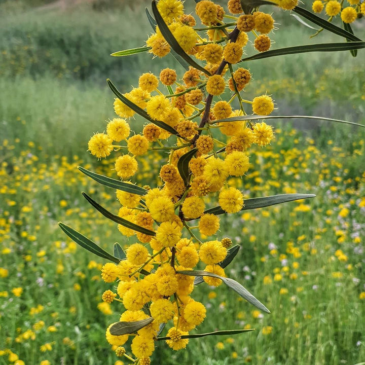 Acacia Flower Seeds Yellow for Planting – Heirloom Non-GMO High Germination Organic Garden Seeds