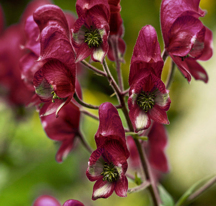 Aconitum Hemsleyanum Flower Seeds for Planting – Heirloom Non-GMO High Germination Organic Seeds