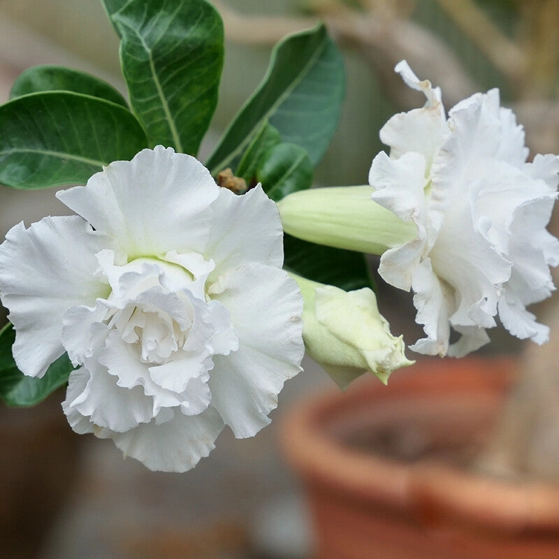 Adenium Rose Flower Seeds White – Heirloom Non-GMO High Germination Seeds