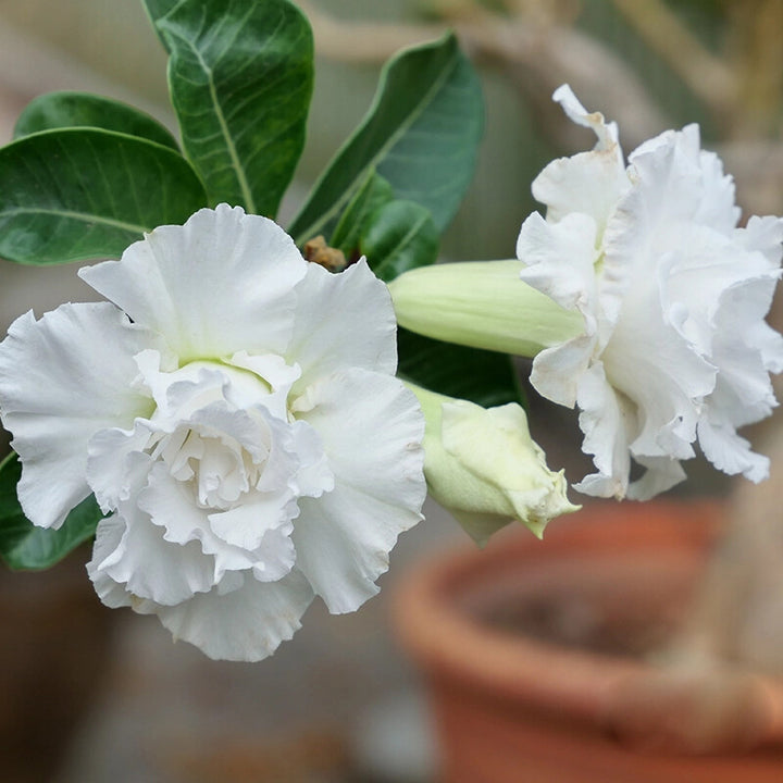 White Adenium Flower Seeds for Planting – Heirloom Non-GMO High Germination Organic Seeds