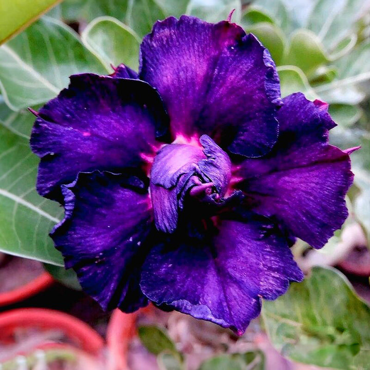 Dark Violet Adenium Flower Seeds – Heirloom Non-GMO High Germination Seeds