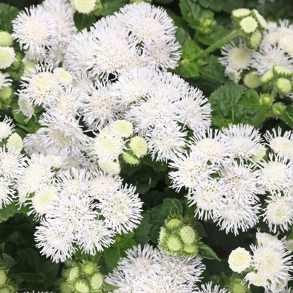 Ageratum Flower Seeds White for Planting – Heirloom Non-GMO High Germination Organic Garden Seeds