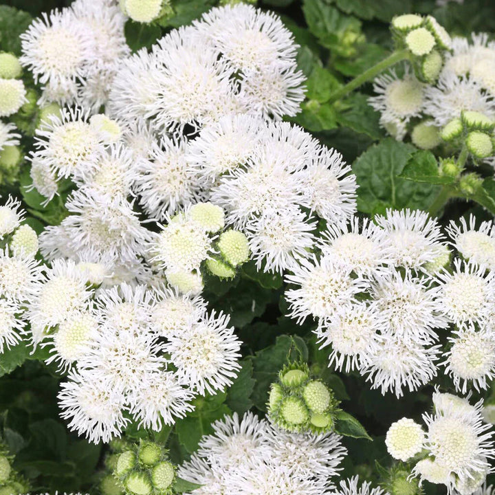 Ageratum Flower Seeds White for Planting – Heirloom Non-GMO High Germination Organic Garden Seeds