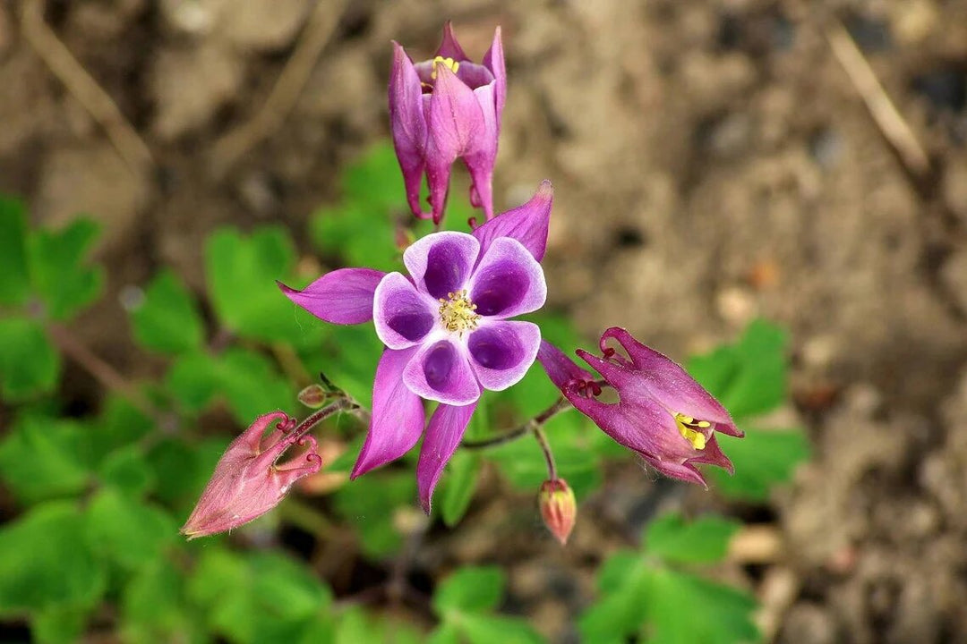 Semillas de aguileña morado oscuro – de herencia, no transgénicas, de alta germinación