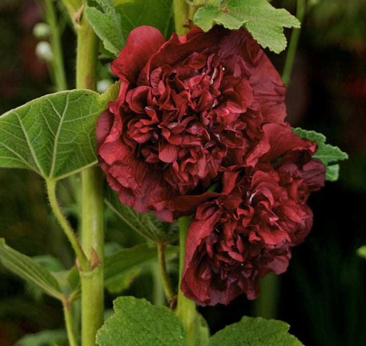 Brown Hollyhock Flower Seeds – Heirloom, Non-GMO, High Germination Seeds for Planting