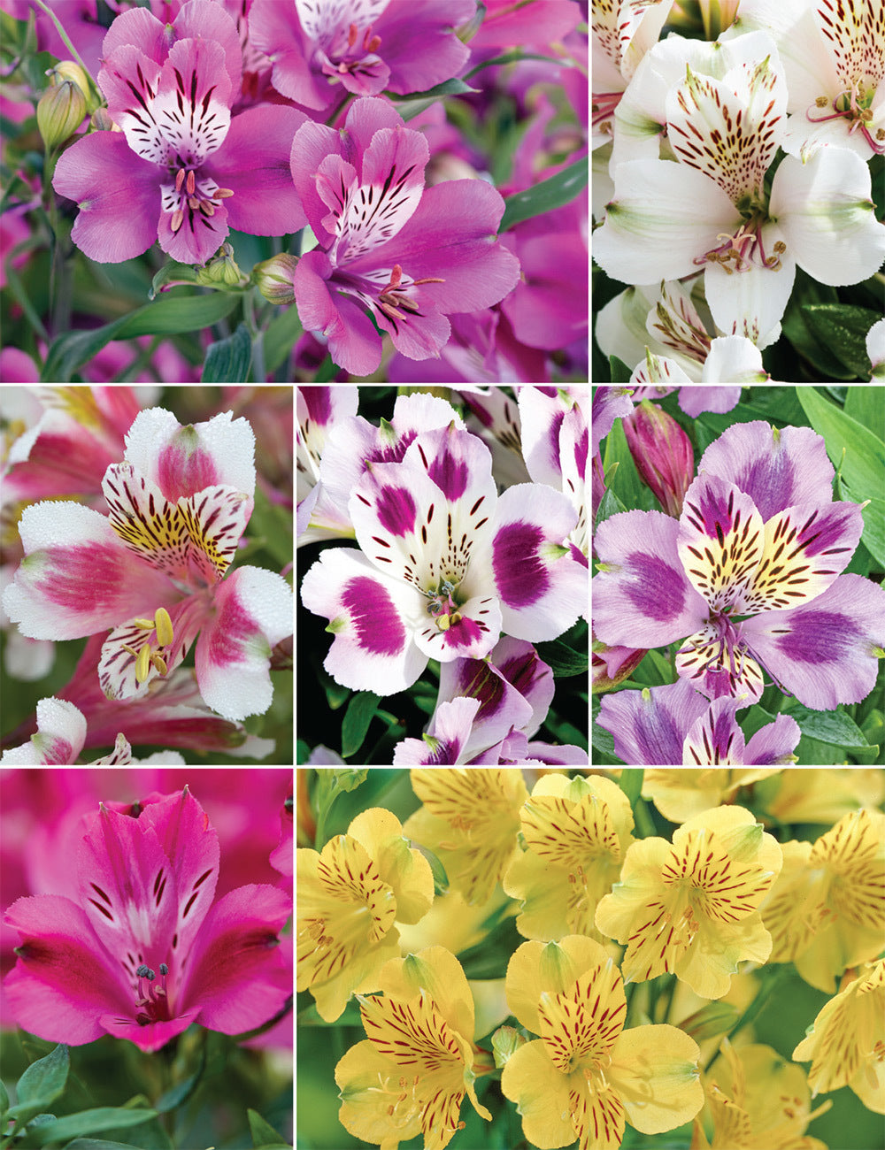 Mixed Alstroemeria Flower Seeds – Heirloom Non-GMO High Germination Seeds