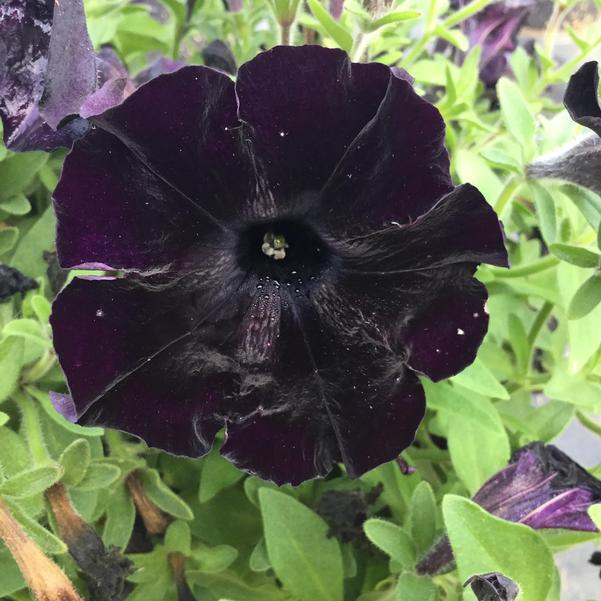 Black Calibrachoa Flower Seeds for Planting – Heirloom, Non-GMO, High Germination, Organic Garden Seeds