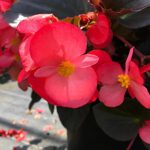 pink herrlich flower seeds