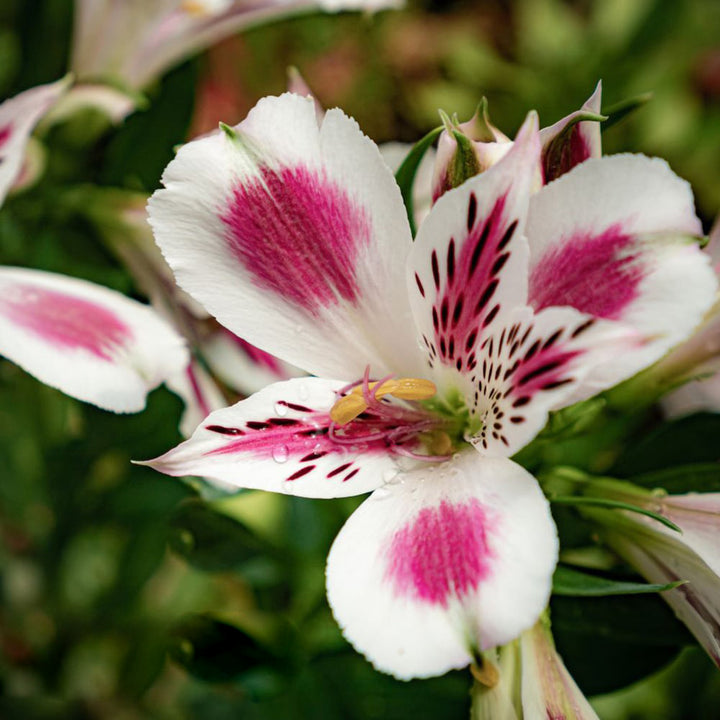 White Pink Alstroemeria Flower Seeds Heirloom Non-GMO High Germination Organic Garden Seeds for Planting