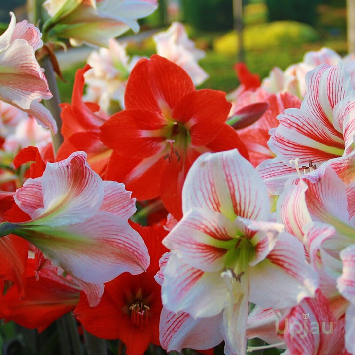 Burgundy Hippeastrum Flower Seeds – Heirloom Non-GMO High Germination Seeds