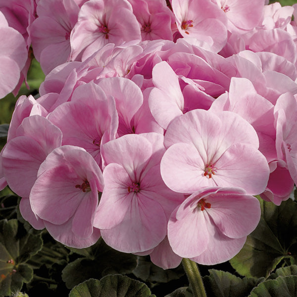 Semillas de geranio rosa claro – Heirloom, no OGM, alta germinación