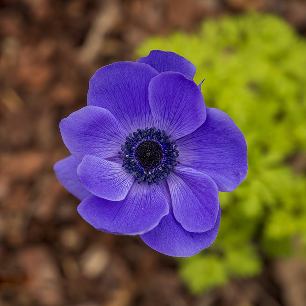 Blue Anemone Flower Seeds for Planting – Heirloom Non-GMO High Germination Organic Seeds