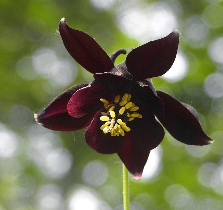 Maroon Aquilegia Flower Seeds for Planting – Heirloom Non-GMO High Germination Organic Seeds