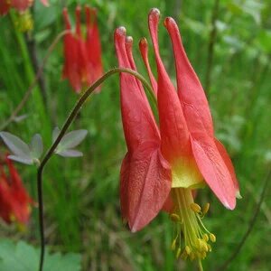 Giant Aquilegia Flower Seeds Red Yellow for Planting Heirloom Non-GMO High Germination Organic Garden Seeds