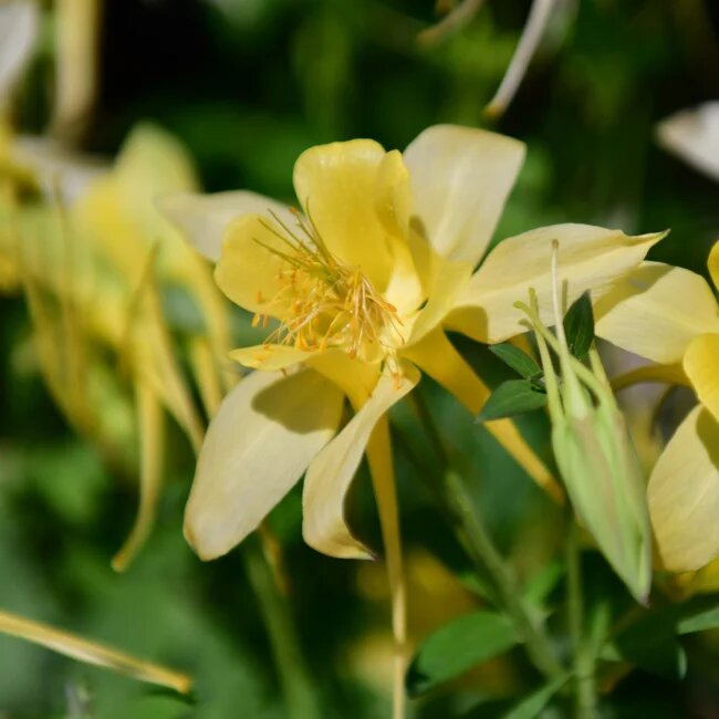 Aquilegia Flower Seeds Yellow for Planting – Heirloom Non-GMO High Germination Organic Seeds