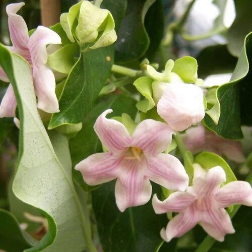 Araujia Flower Seeds – Heirloom, Non-GMO, High Germination Seeds