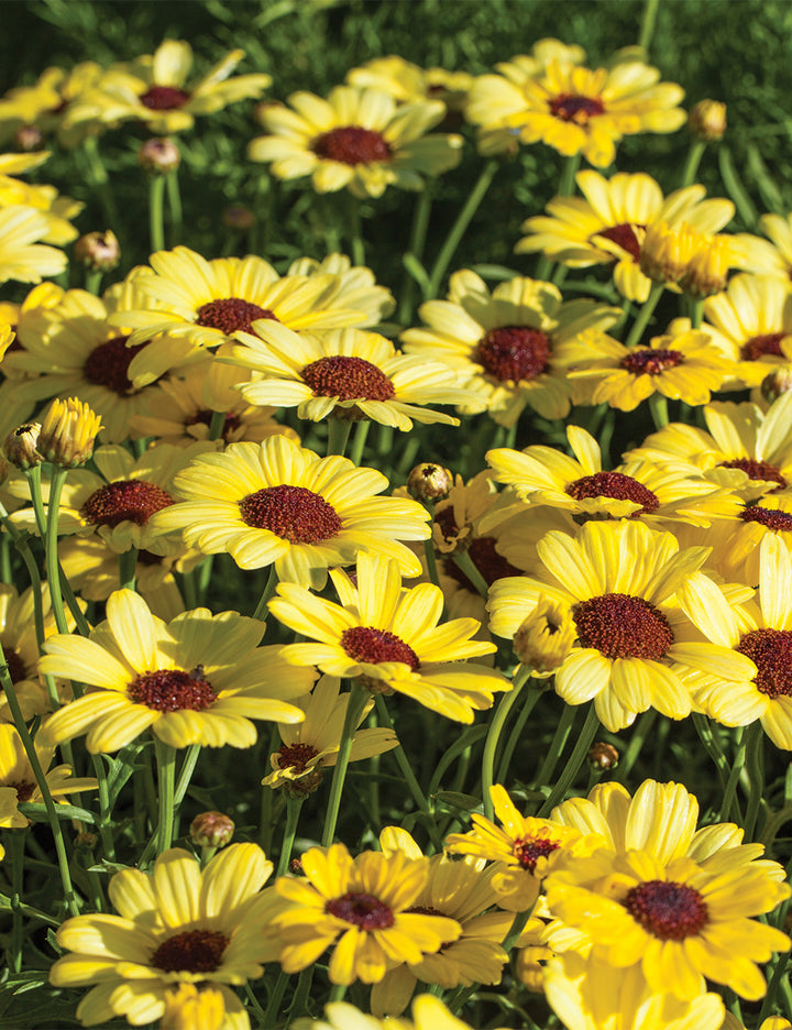 Daisy Flower Seeds Yellow – Heirloom Non-GMO High Germination Organic Garden Seeds