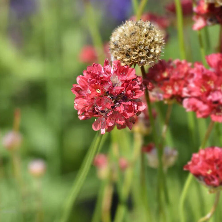 Armeria Flower Seeds Red – Heirloom, Non-GMO, High Germination Seeds for Planting
