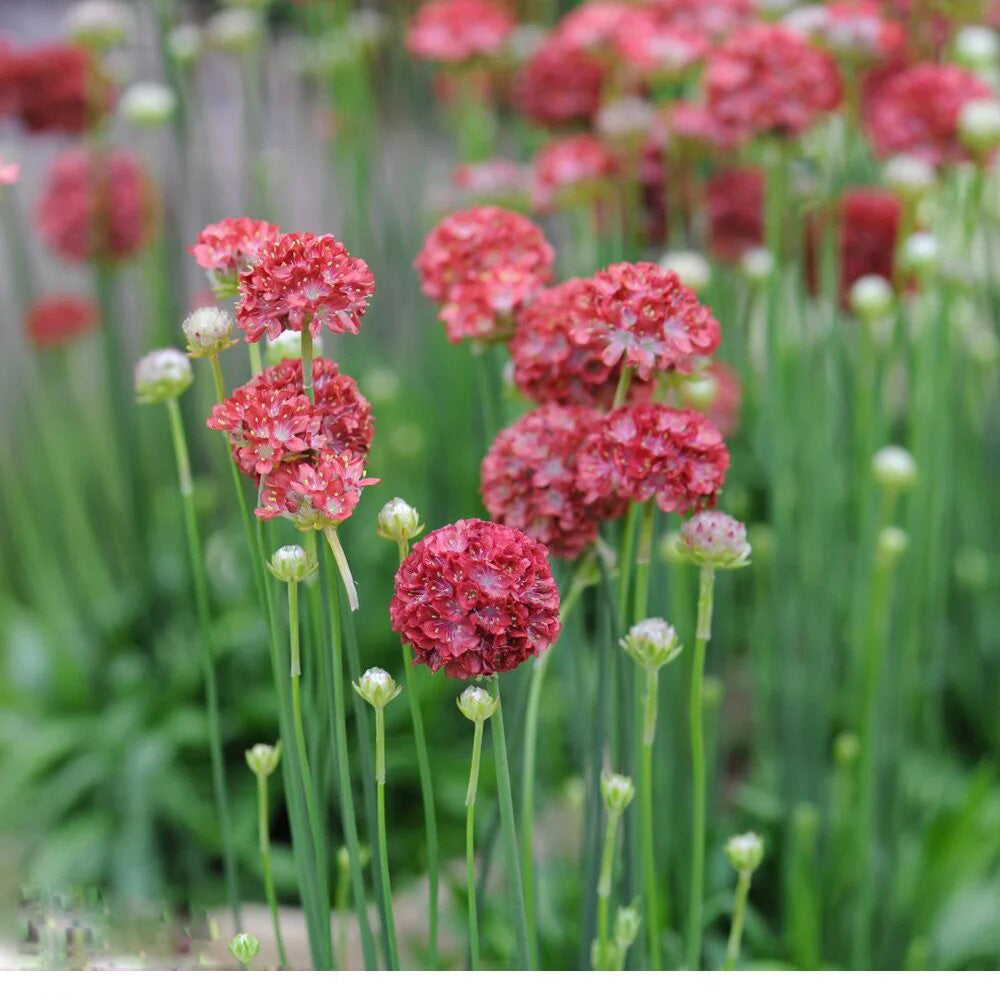 Armeria Flower Seeds Red – Heirloom, Non-GMO, High Germination Seeds for Planting